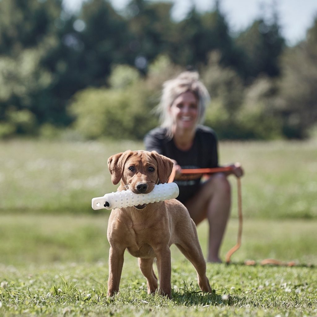 dog training