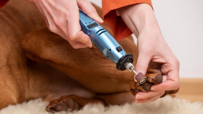 person using a nail grinder on a dog