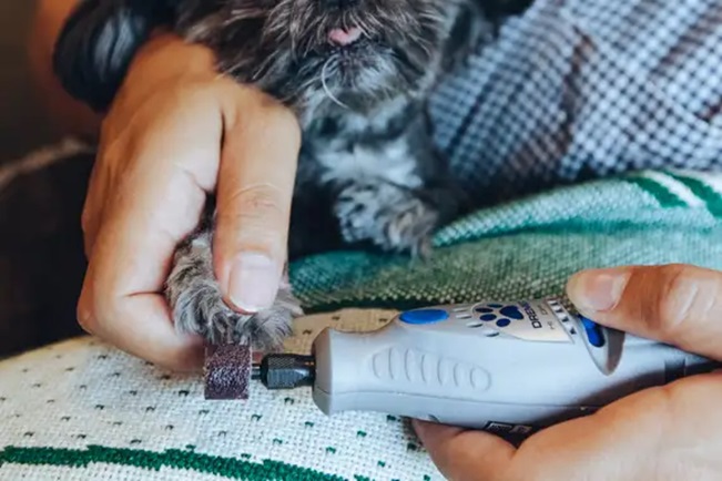 a person grinding the nail of a dog