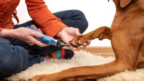 person using a pet nail grinder in australia